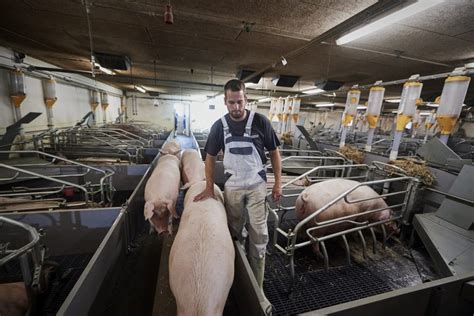 Farrowing unit – pre-farrowing – DanBred