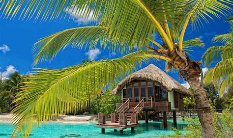 palm Trees, Resort, Beach, Tropical, Water, Bungalow, Sea, Summer, Nature, Landscape Wallpapers ...