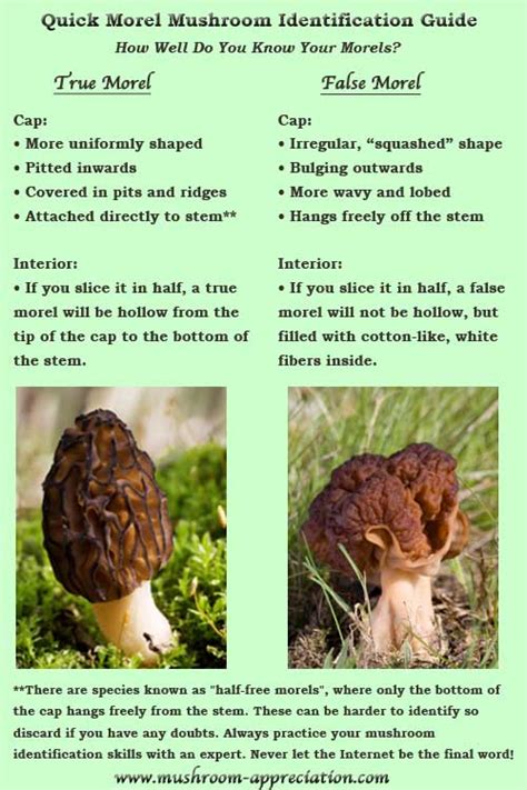 Pictures of Morels - An Aid For Mushroom Hunting