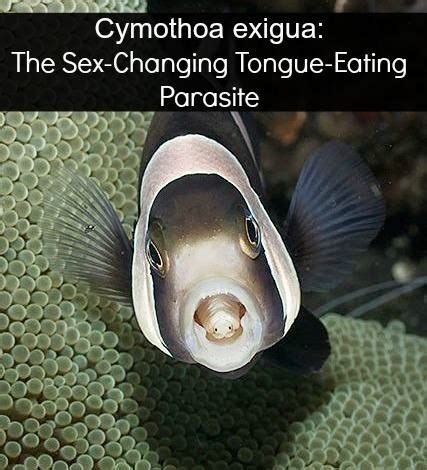 Cymothoa exigua - Alchetron, The Free Social Encyclopedia