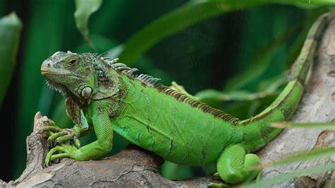 native and invasive animals in florida | wtsp.com