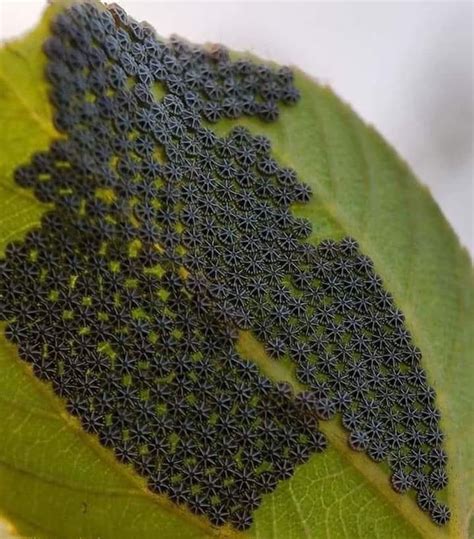 Butterfly eggs on a leaf in 2020 | Insect eggs, Butterfly, Eggs