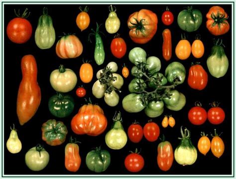 Analysis of wild tomatoes elucidates genetic basis underlying fruit traits