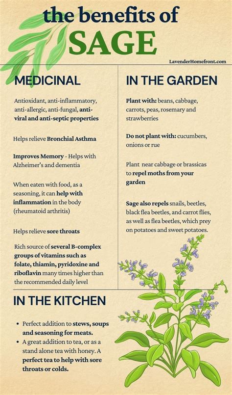 The Benefits of Growing Sage | Medical herbs, Medicinal herbs, Herbs