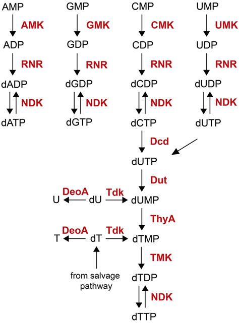 Metabolic pathway for nucleotide synthesis. Enzymes are highlighted in ...