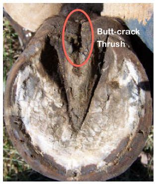 Thrush is every hoof's enemy. Once identified, how can it be treated effectively? We look at how ...