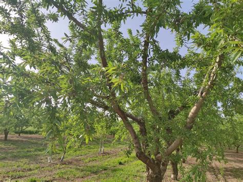 Almond Tree Information - Wikifarmer