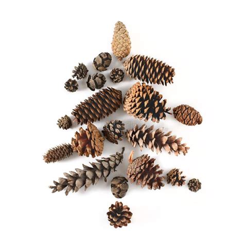 Fir-tree Made of Cones Various Coniferous Trees Isolated on White, View ...