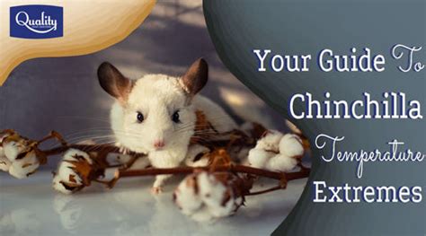 Your Guide To Chinchilla Temperature Extremes, How to Keep Them Cool.