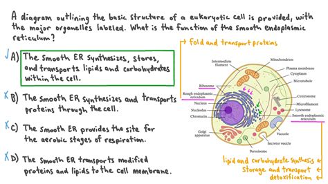 Question Video: Outlining the Function of the Smooth Endoplasmic ...