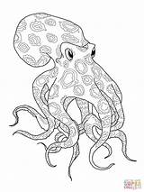Octopus Coloring Page Printable  And Enjoyable Learning sketch template