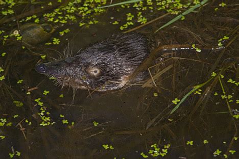 Ten species that are endemic to Russia - Russia Beyond