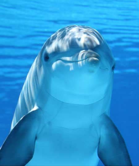 Dolphin Facts and Information | Dolphins World