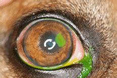 Non-Healing (‘indolent’) Corneal Ulcers in Dogs - Davies Veterinary Specialists