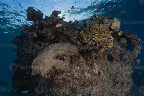 Coral reef and water plants in the Red Sea, Eilat Israel 3046642 Stock ...