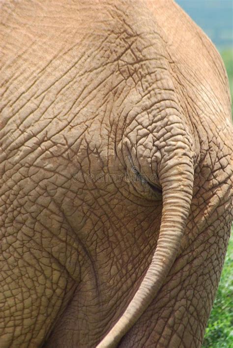 Elephant tail stock image. Image of tailbone, tail, wildlife - 22082133