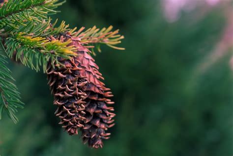 Premium Photo | Beautiful fir cones on a fir branch closeup on a ...