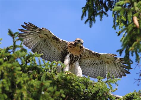 Red-Tailed Hawk Nest 2009-2017: Eyas huge wingspan - two eyas on a branch