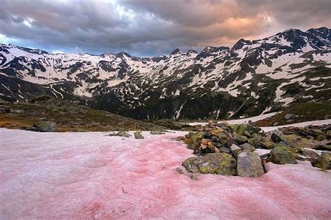 Why You Want Snow Algae in Your Face Cream - Longevity LIVE