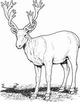 Free Printable Caribou Coloring Pages  Elimu Centre sketch template