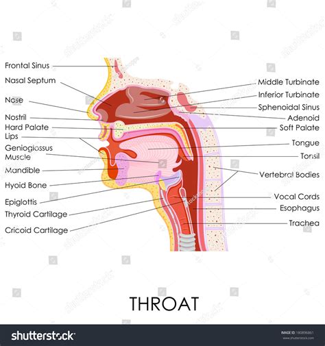 Vector Illustration Of Human Throat Anatomy Shutterstock 22176 | The ...