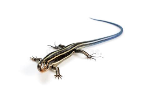 Japanese Five-lined Skink on White Background Stock Image - Image of ...