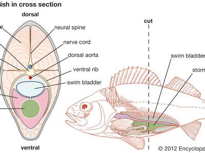 Swim bladder | Definition, Structure, Function, & Facts | Britannica