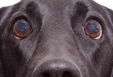 Glaucoma in Dogs - Kennel to Couch