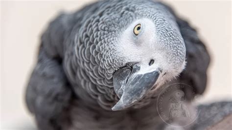 The Mighty Beak: Exploring the Unique Features of African Grey Parrot Beak