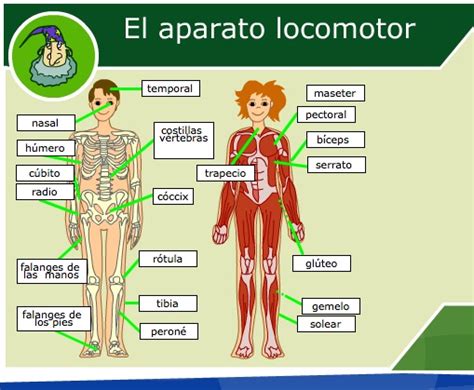 FP BASICA - ÓRGIVA : EL CUERPO HUMANO