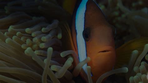 Clownfish Facts - Great Barrier Reef Foundation - Great Barrier Reef Foundation