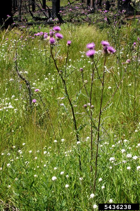 Think twice before killing those thistles: Thistle Identification - WeedWise Program