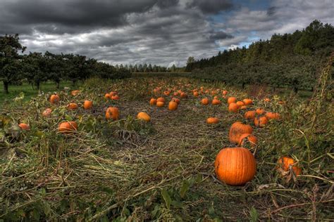 Pumpkin Patch | Pumpkin Patch at Birtch Farms near Woodstock… | Flickr