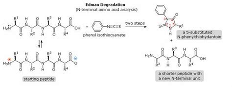 Phenylalanine ion bonding - similoX