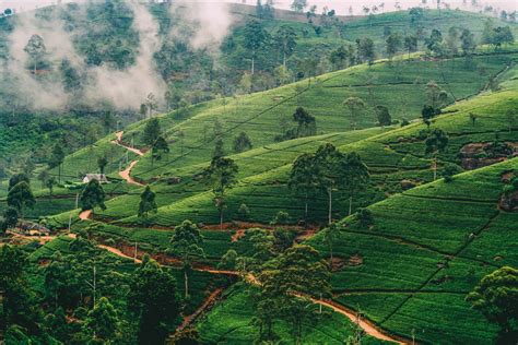 Why a Visit to a Tea Plantation is Mandatory in Nuwara Eliya – Watch ...