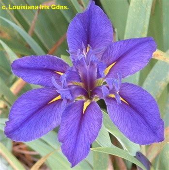 Iris louisiana ‘Delta Star’ | Kiefer Nursery: Trees, Shrubs, Perennials