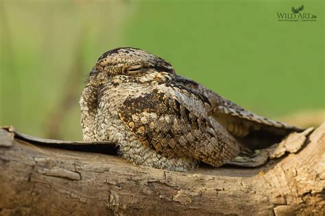 Indian Nightjar | Nightjars (Caprimulgidae) | Gallery | WildArt | Birds ...