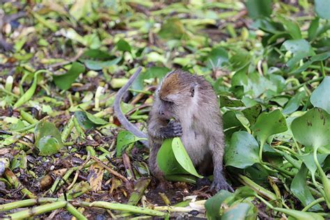 Long-tailed Macaques Being Illegally Trafficked in Thailand