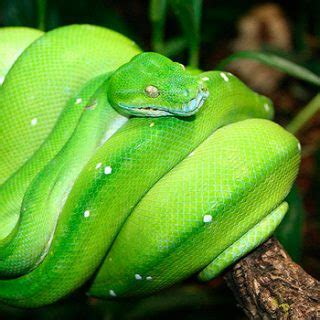 Green Tree Python Facts and Pictures