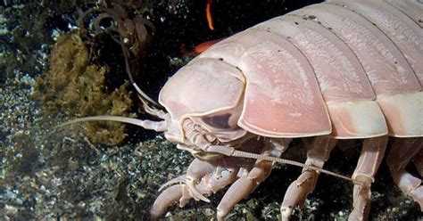 Giant Isopod Facts: This Giant Can Go without Food for 4 Years - Odd Facts