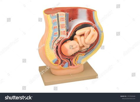 3d Rendered Of Human Fetus: Over 12 Royalty-Free Licensable Stock ...