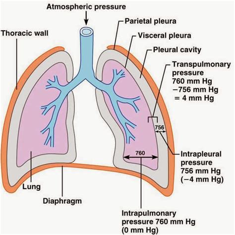 肋膜腔壓(Intrapleural pressure) - 小小整理網站 Smallcollation