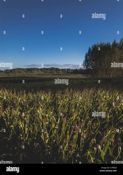 Corn field in the sun Stock Photo - Alamy