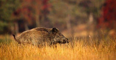 How To Hunt Wild Hog: Big Boar Hunting Tips (Guns, Bows, Dogs & More)