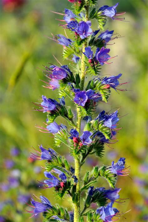 Viper's-bugloss UK wild flowers | British wild flowers, Wild flowers uk ...