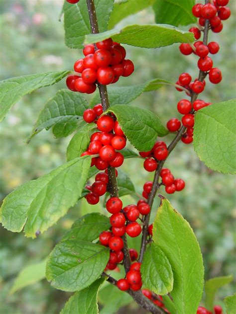 Winterberry holly ‘Winter Red’ | Garden Housecalls