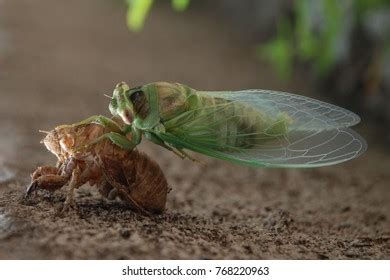 Cicada Shedding Skin Stock Photo 768220963 | Shutterstock