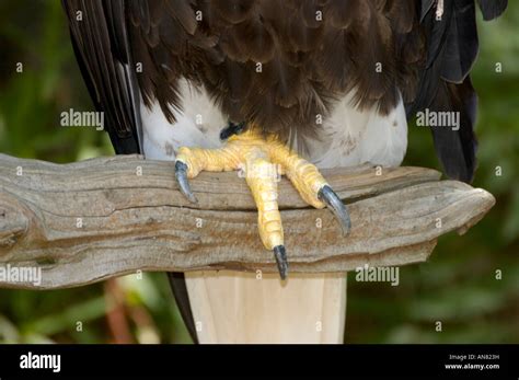 Foot and talons of an American Bald Eagle Stock Photo - Alamy