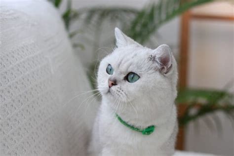 100+ Best Irish Cat Names - PetMag