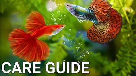 Guppy Fish Care For Beginners - YouTube